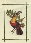 Jean Descourtiz Rain Forest Toucan I oil painting